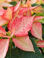 Euphorbia pulcherrima 'Picasso' - Summerfield Nurseries, Kent