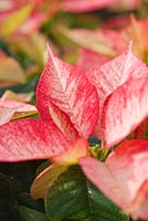 Euphorbia pulcherrima 'Picasso' - Summerfield Nurseries, Kent 
