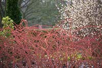 Rubus phoenicolasius - Japanese wineberry. Cambridge Botanic Garden