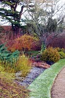 Winter border with Cornus sericea 'Flaviramea', Cornus siberica, Carex montana, Thuja occidentalis 'Rheingold', Salix alba 'Britzensis'. Cambridge Botanic Garden, Cambridgeshire
