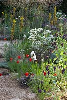 Gravel garden with Cerinthe major purpurascens, Asphodeline lutea, Geranium 'Sanne', Rosa glauca, Iris, Eschscholzia californica 'Indian Chief'. The M and G Garden, Gold medal winner. RHS Chelsea Flower Show 2014.