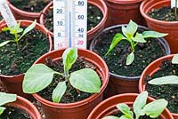 Aubergine (eggplant) - young plants in propagator with thermometer
