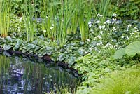 Pond planting of Gunnera magellanica and Asarum europaeum. No Man's Land: ABF The Soldiers' Charity Garden. Gold medal, RHS Chelsea Flower Show 2014. 