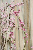 Prunus Persica - trained to grow up wall by window - in blossom 