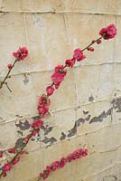 Prunus persica trained against wall at Forde Abbey, Somerset
