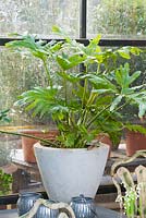 Philodendron Selloum in stone container in greenhouse 
