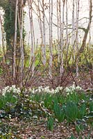 The winter garden at Ragley Hall with Narcissus 'Cheerfulness', Betula Utilis Jacquemontii 'Doorenbos' and Cornus Alba 'Kesselringii' 