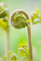 Osmunda Regalis AGM - Emerging green bud of the flowering fern 