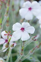 Geranium madarense 'Alba'. Herm Island, Channel Islands 