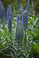 Echium fastuosum. Herm Island, Channel Islands 