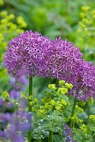 Allium 'Purple Sensation' and Alchemilla mollis. Gipsy House, Buckinghamshire
