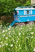 The gypsy caravan among wildflowers. Gipsy House, Buckinghamshire
