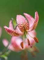 Lilium martagon 'Gaybird'