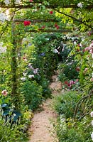 Rose covered pergola and path - roses - 'Chevy Chase', 'Mozart', 'Gruss an Aachen' and 'Offranville'