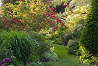 Grass path surrounded by Rosa 'Cerise Bouquet'. Andre Eve Garden, France
