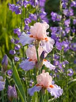 Iris 'French Cancan' and Campanula persicifolia. Andre Eve Garden, France