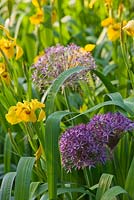 Iris pseudacorus 'Roy Davidson' and Allium christophii. Andre Eve Garden, France