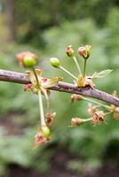 Prunus avium 'Stella'. Fruit beginning to emerge. 