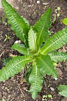 Growth development of Teasel - Dipsacus