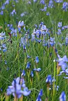 Iris sibirica 'Perry's Blue' and Juncus inflexus. RHS Chelsea Flower Show 2014, RBC Waterscape Garden, Gold medal winner