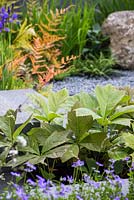 Rodgersia podophylla planted inbetween granite walkway. The Brewin Dolphin Garden. 