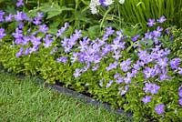 Edge planting of Viola cornuta. RHS Chelsea Flower Show 2014 - The Brewin Dolphin Garden, awarded silver gilt