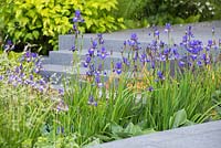 Iris sibirica 'Shirley Pope' and Hosta 'Royal Standard' inbetween granite walkway. The Brewin Dolphin Garden at the RHS Chelsea Flower Show 2014. 