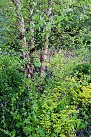 Combination of Betula nigra and Euphorbia amygdaloides 'Purpurea'. RHS Chelsea Flower Show 2014 - The Brewin Dolphin Garden, awarded silver gilt