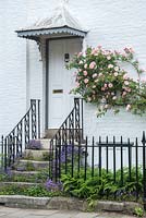 Rosa 'Albertine' trained on house and stone steps colonised with Campanula poscharskyana and bracken