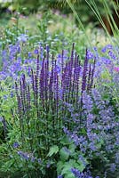 Herbaceous border with Salvia nemorosa, Nepeta racemosa 'Walkers Low' and Geranium 'Brookside'.