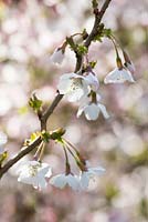 Prunus incisa 'Kojo-no-mai' - Fuji cherry