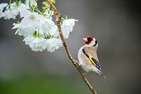 Goldfinch, Carduelis carduelis on Cherry blossom