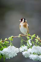 Carduelis carduelis  - Goldfinch,  on Cherry blossom