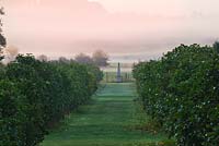 View along avenue of fruit trees to obelisk and fields beyond at dawn. Waterperry Gardens, Oxfordshire