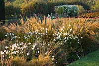 Trial beds at dawn with Anemone x hybrida 'Andrea Atkinson' and Calamagrostis brachytricha. Waterperry Gardens, Oxfordshire