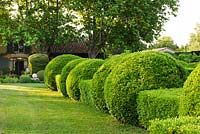 Clipped hedges in front of the house. Les Confines, Provence, France