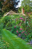 View to thatched cottage with pergola with rosa 'American Pillar' and lavender 