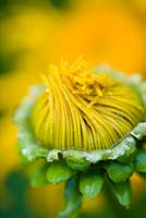 Telekia speciosa syn Buphthalmum speciosum - yellow ox-eye daisy, heartleaf oxeeye
