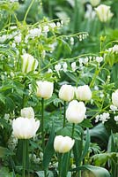 The white garden with white bench and Tulipa 'Spring Green' and Dicentra 'Alba'
