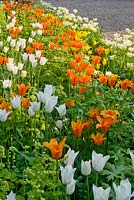 Border beside road with Tulipa 'Ballerina' and 'Westpoint'