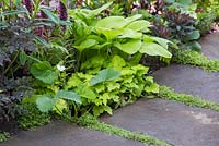 Thyme planted in path crevice, with border of Fragaria, Hosta, Heuchera and Euphorbia. 