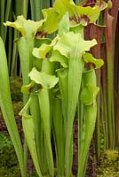 New variety - Sarracenia hybrid C.V. Matt Johnson - pitcher plant cultivated by Matt Soper of Hampshire Carniverous Plants