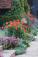 Dahlia border with 'Happy Halloween' and 'Spartacus' beneath Vitis coignetiae covered barn. Ulting Wick, Essex
