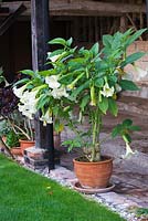 Brugmansia inside the covered wooden loggia. Ulting Wick, Essex