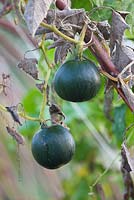 Cucurbita 'Little Gem' 