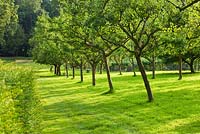 Apple trees in the orchard. Painswick Rococo Garden, Gloucestershire 