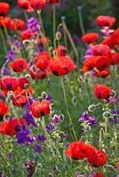 Ladybird poppies - papaver commutatum, caucasian scarlet poppy - in the kitchen garden. Painswick Rococo Garden, Gloucestershire 
