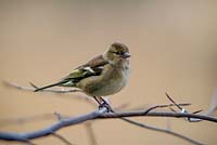 Chaffinch, Fringilla coelebs, female