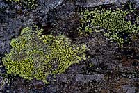 Rhizocarpon geographicum, lichen on stone wall, North Wales