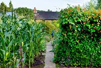 The vegetable garden with sweet corn, beans and house behind. Moors meadow garden and nursery, Herefordshire